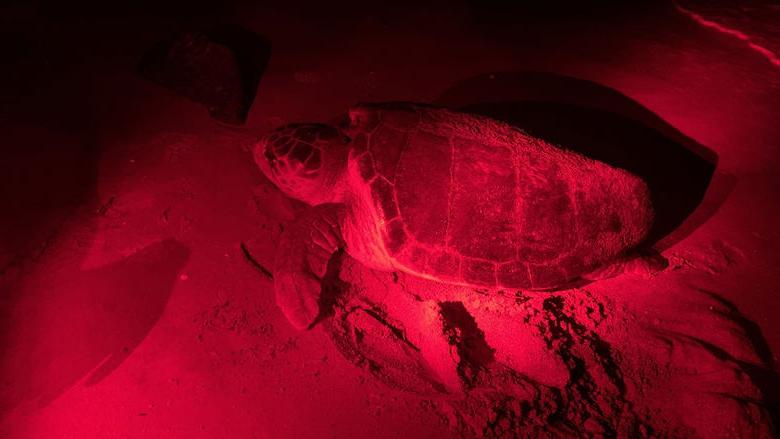 A female loggerhead approaching the beach to nest. All activities in these photos were performed under permission from FWC MTPs 216 and 226.